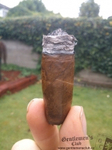 VigilantE Corojo Torpedo